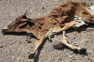 Mauritanie : Secours du PAM à plus de 400 mille personnes affectées par la sécheresse