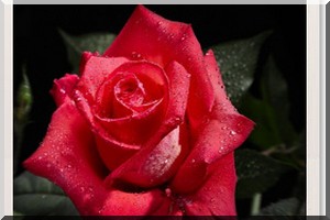 Culture : Traduction du doyen des poetes Mauritaniens Kaber Hachem / Par Aichetou Mint Ahmedou