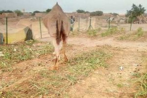 La « loi » des chameaux