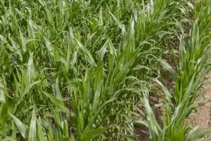 GDM-AGRICONCEPT : Bientôt une ferme de production agroécologique de fourrage en Mauritanie