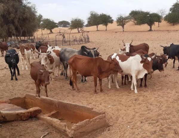 Mauritanie: 19 foyers de la Fièvre de la Vallée du Rift enregistrés