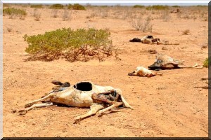 La mutuelle panafricaine de gestion des risques vole au secours de 3 pays de l’Afrique de l’ouest