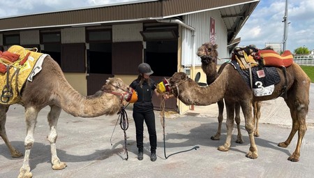 Une journée dédiée à la Mauritanie, avec des courses de dromadaires, prévue le samedi 15 juin à l'hippodrome de Reims