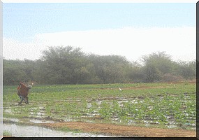 Mauritanie: comment l'écotourisme change la vie des villageois