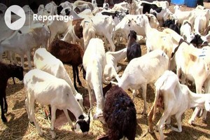 Mobilité du bétail : des acteurs maliens, mauritaniens et sénégalais en concertation 