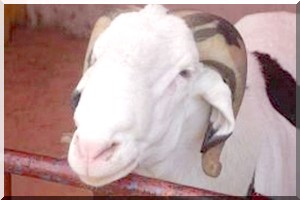 A deux jours de l'Aïd : Le mouton résiste devant le père de famille
