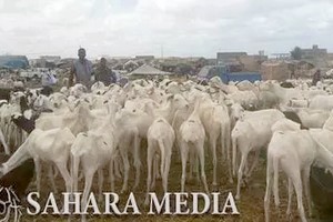 Discussions mauritano-sénégalaises à propos de l’exportation de moutons de sacrifice pour la fête de la Korité