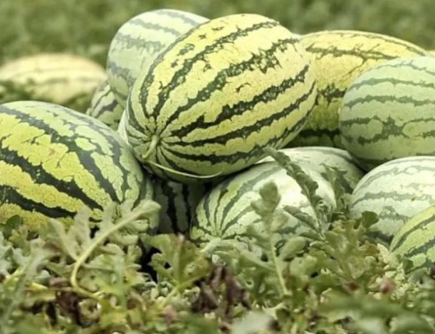 Les pastèques mauritaniennes bloquées aux portes du Maroc