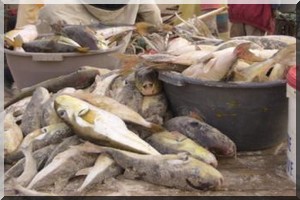 Le secteur de la pêche : la vache à lait en danger d’extinction