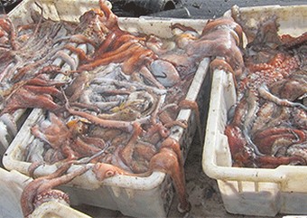 Mauritanie. Le poulpe, dans les filets des seuls pêcheurs locaux: les raisons d’une préférence nationale