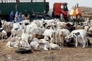 Campagne de sensibilisation au profit des éleveurs, bouchers et collecteurs de peaux à 