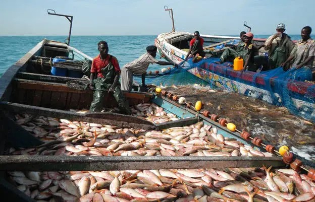Don japonais à la Mauritanie : 6 milliards MRO pour promouvoir les professions de pêche