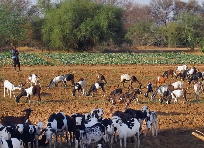 Création de 60 zones pastorales dans les Hodhs